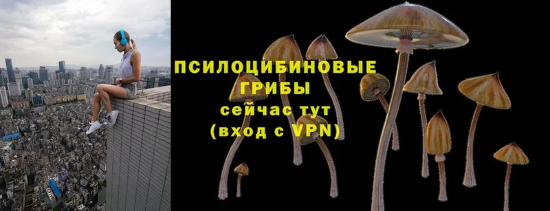 blacksprut   Мурино  Псилоцибиновые грибы Psilocybine cubensis 